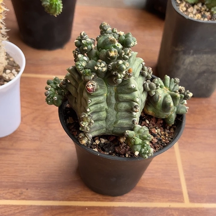 无花朵翡翠塔一物一拍