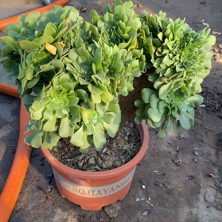绿玫瑰缀31多肉植物法师法师