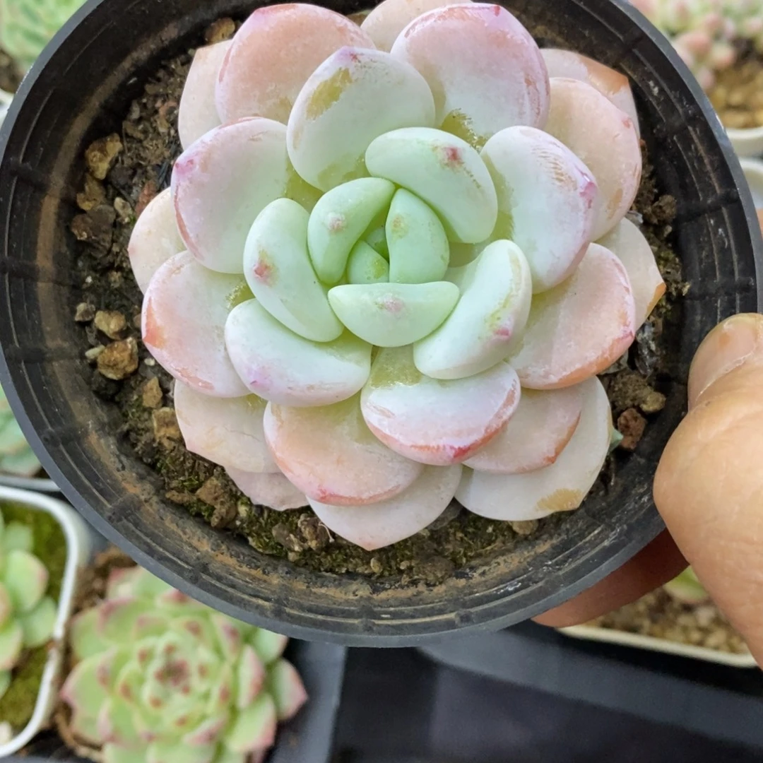 精品多肉一物一拍不包整198