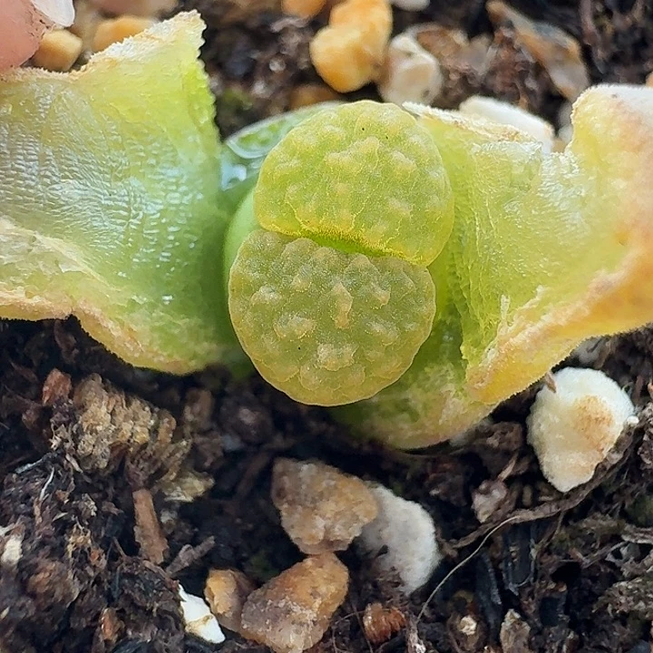 老马生石花磁铁1836