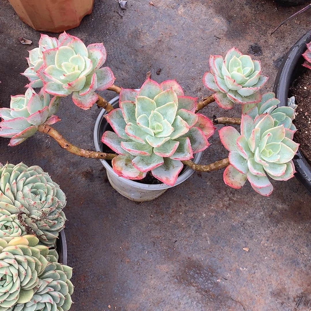 121蓝宫 一物一拍多肉