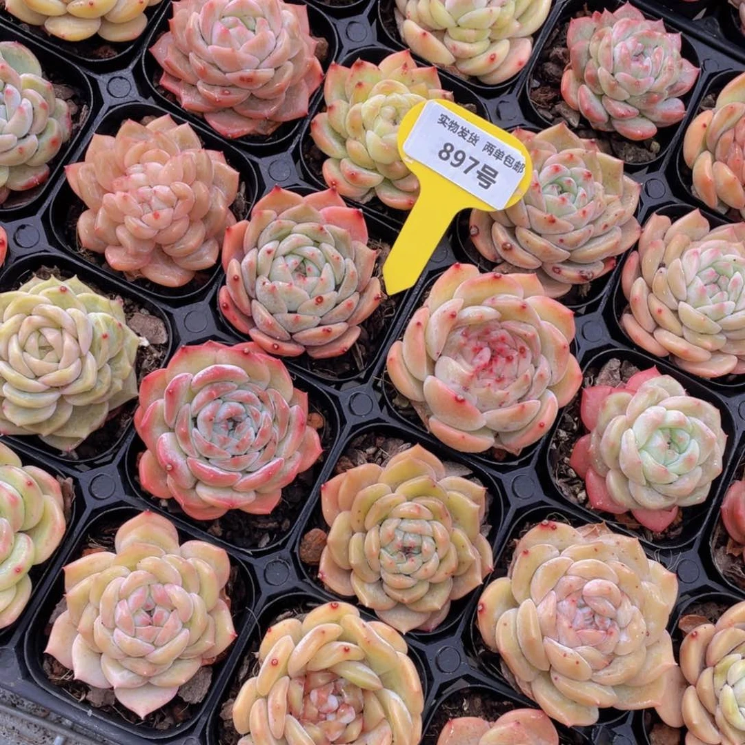 897号精品美肉糖心组合八个