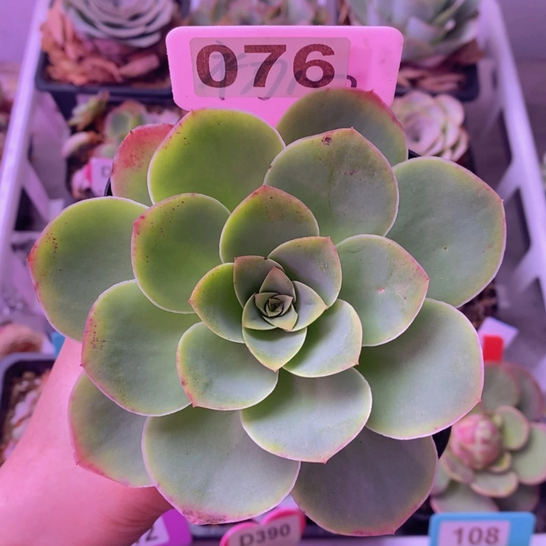 生长期山地玫瑰076