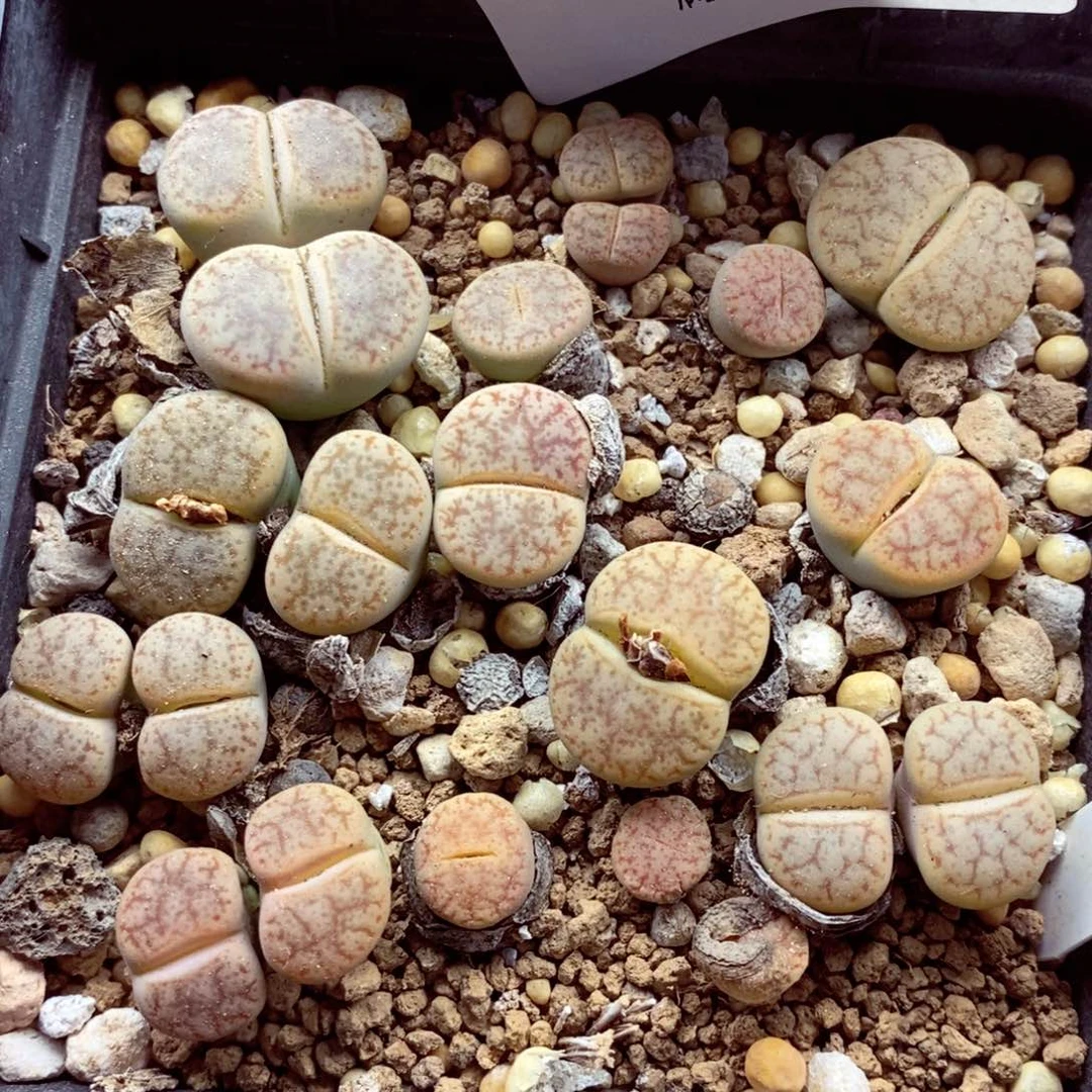 我的小姐姐们都是我036