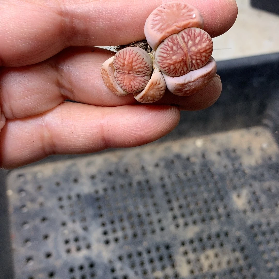 A224多肉植物保护研究所
