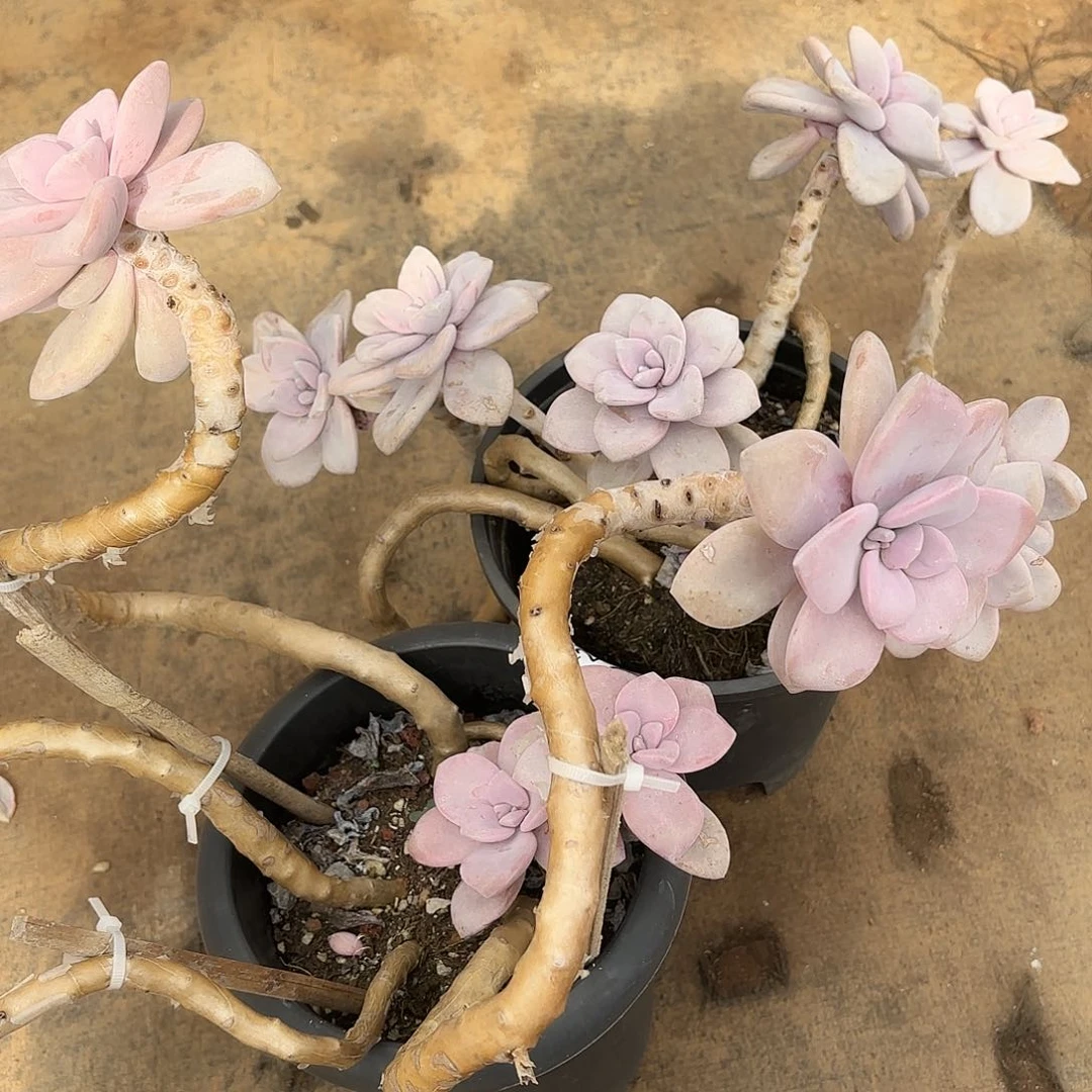 许****愿同温层多肉桃霜两颗221