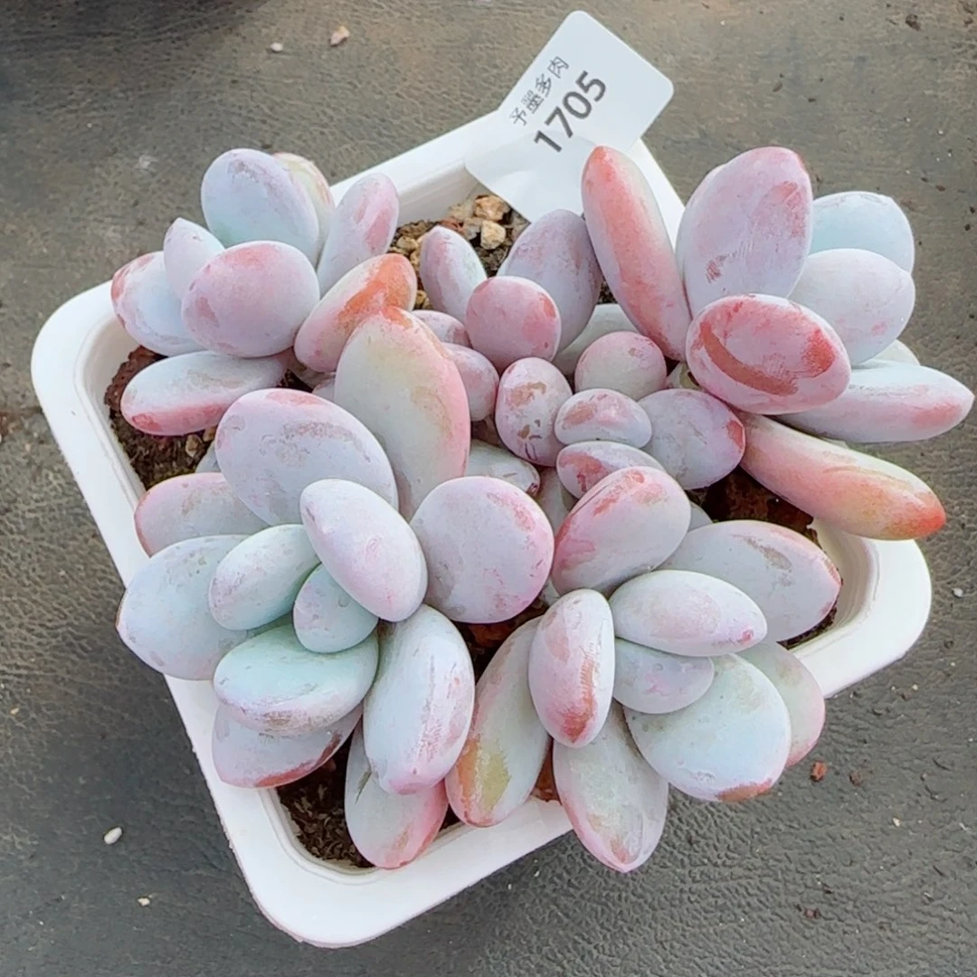 雪美人，1705多肉植物