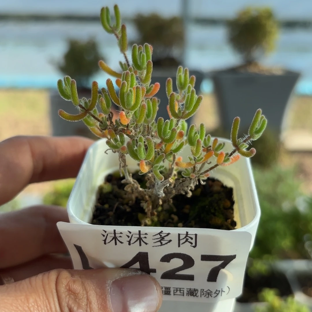 阿***汤427冰川枝干番杏福利