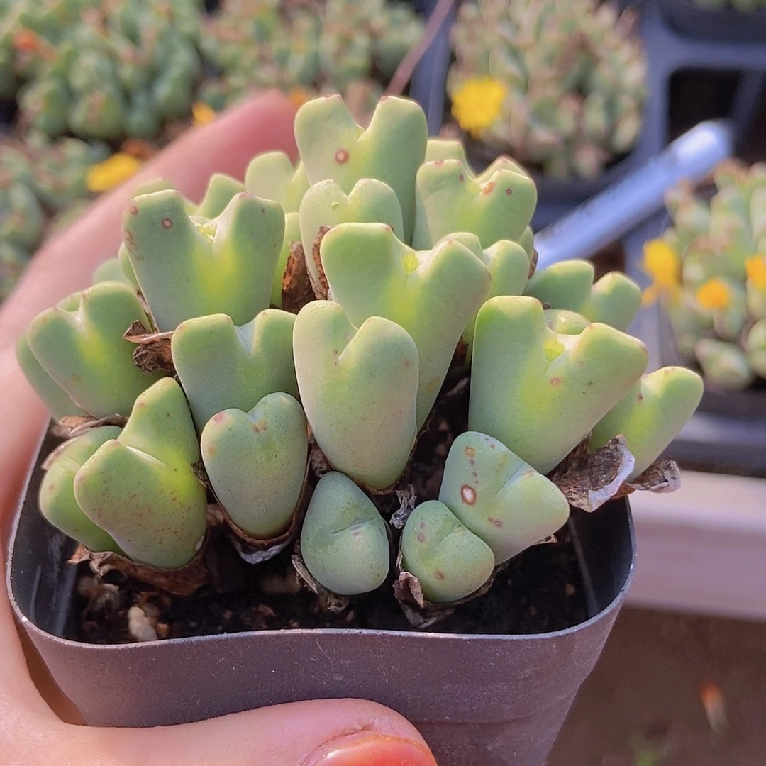 40头少将一物一拍