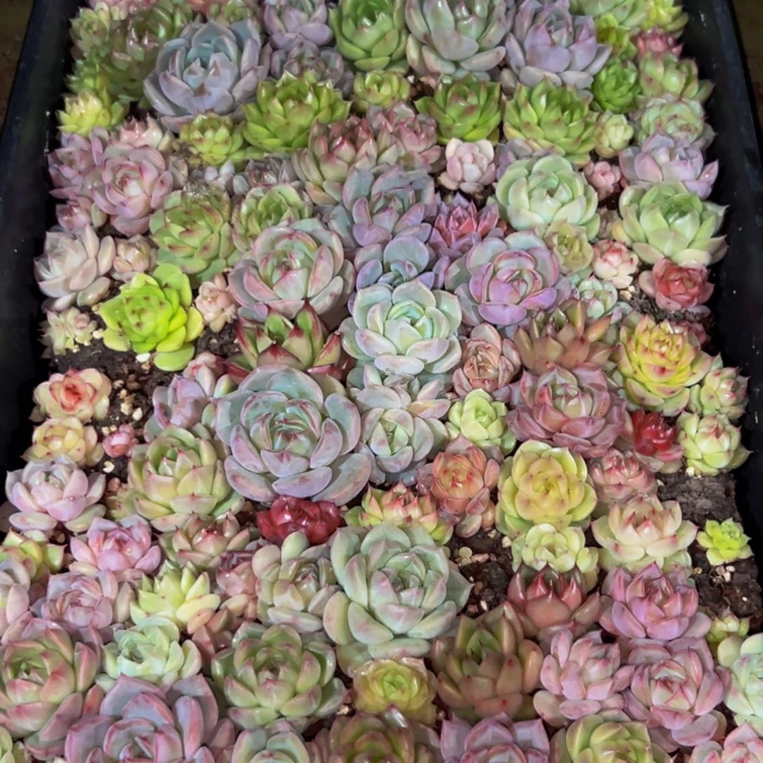 366多肉葡萄的味道是真的很