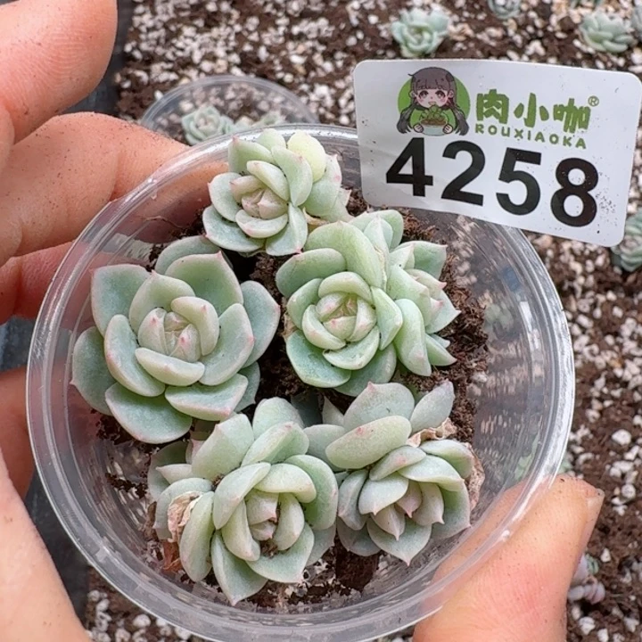 多肉植物多肉植物