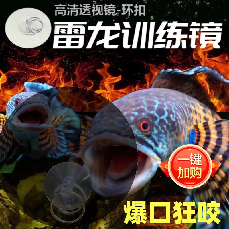 雷龙鱼训练镜子斗鱼罗汉双面透明鼓腮咬缸外逗鱼指环扣专用透视镜