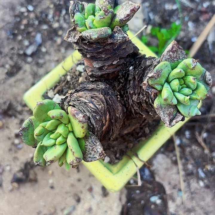 仙女杯多肉植物盆栽