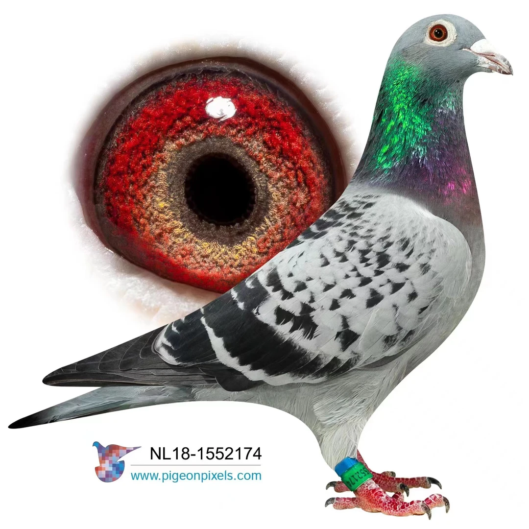 信鸽种鸽血统鸽优质赛鸽千公里获奖鸽育种