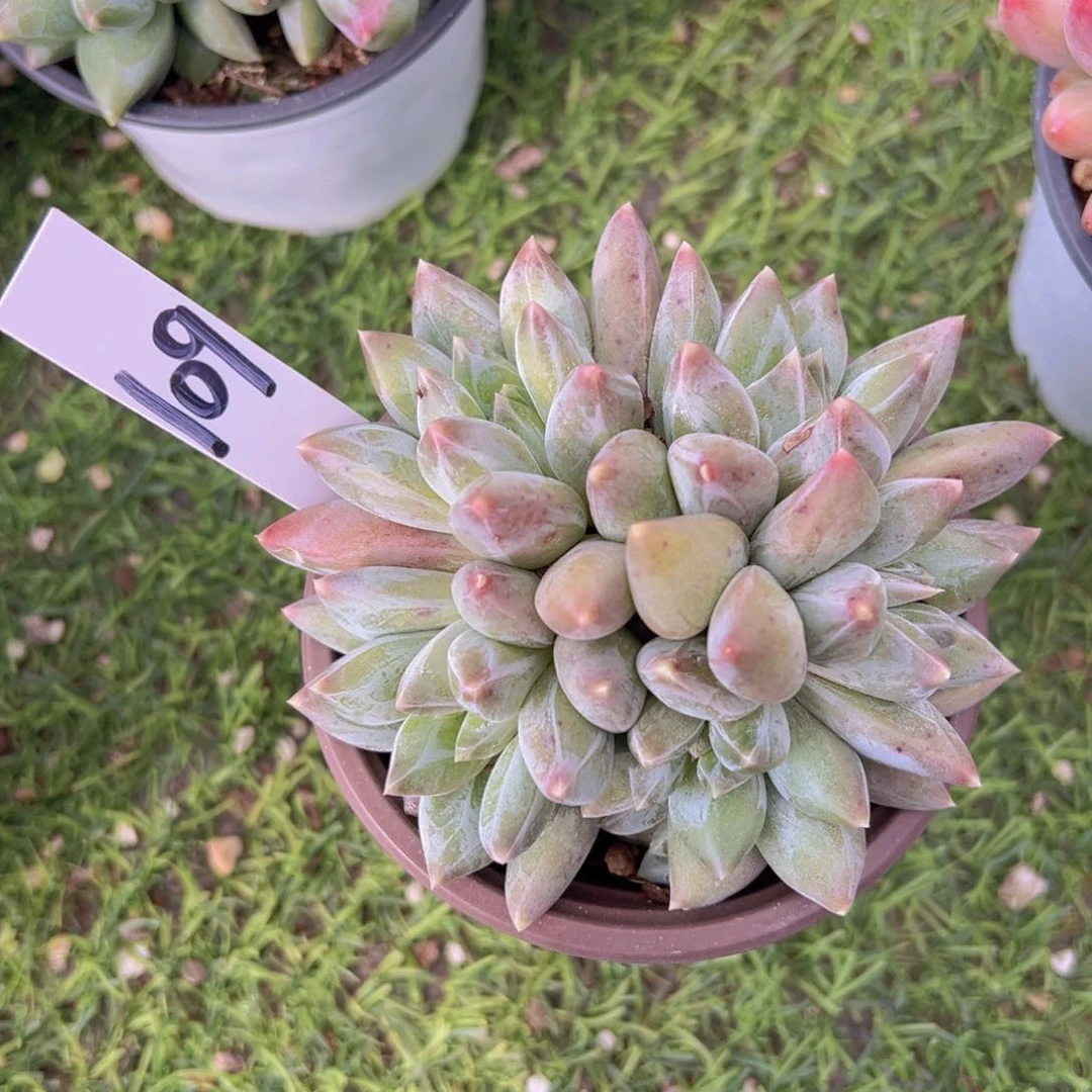 香玉的故事是一个人的故事