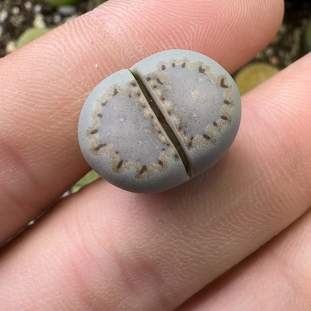 615号c217饼干1.7cm