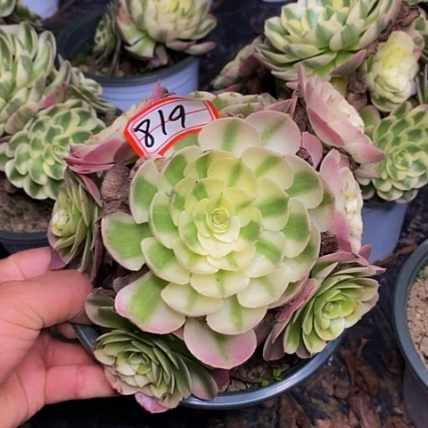 荔枝老桩捧花819号