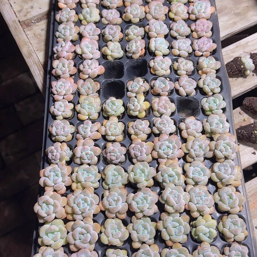 查***妈直播福利一物一拍348