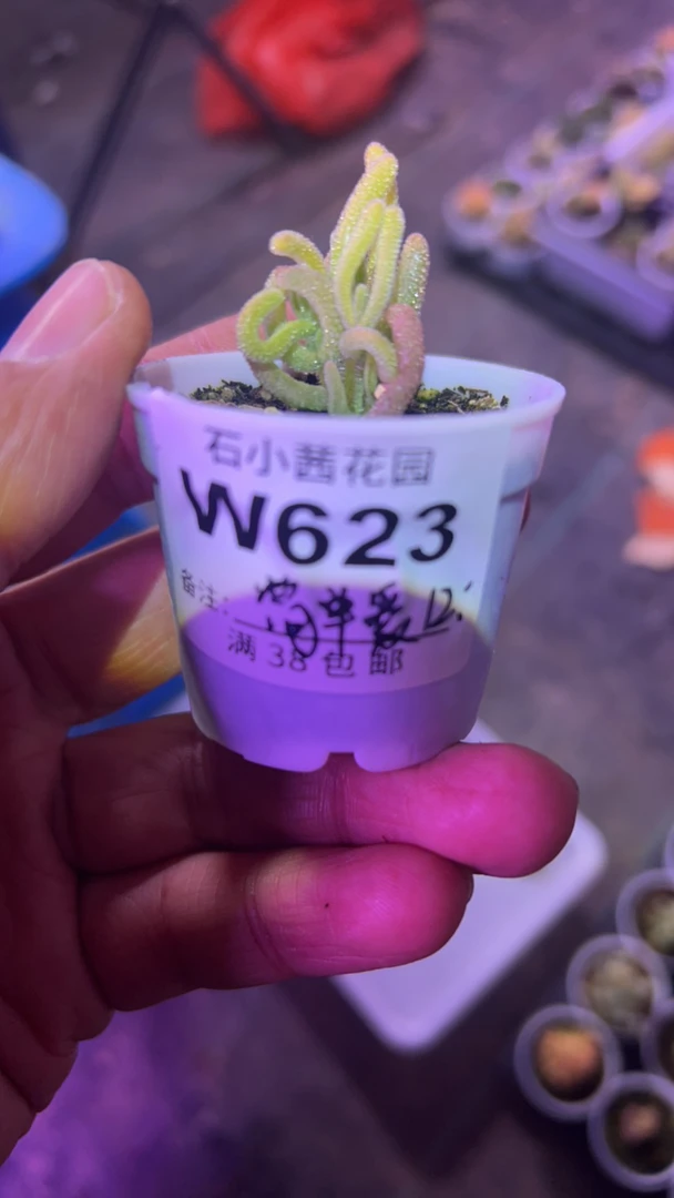 简单爱-红叶黄锦-多肉植物枝干番杏