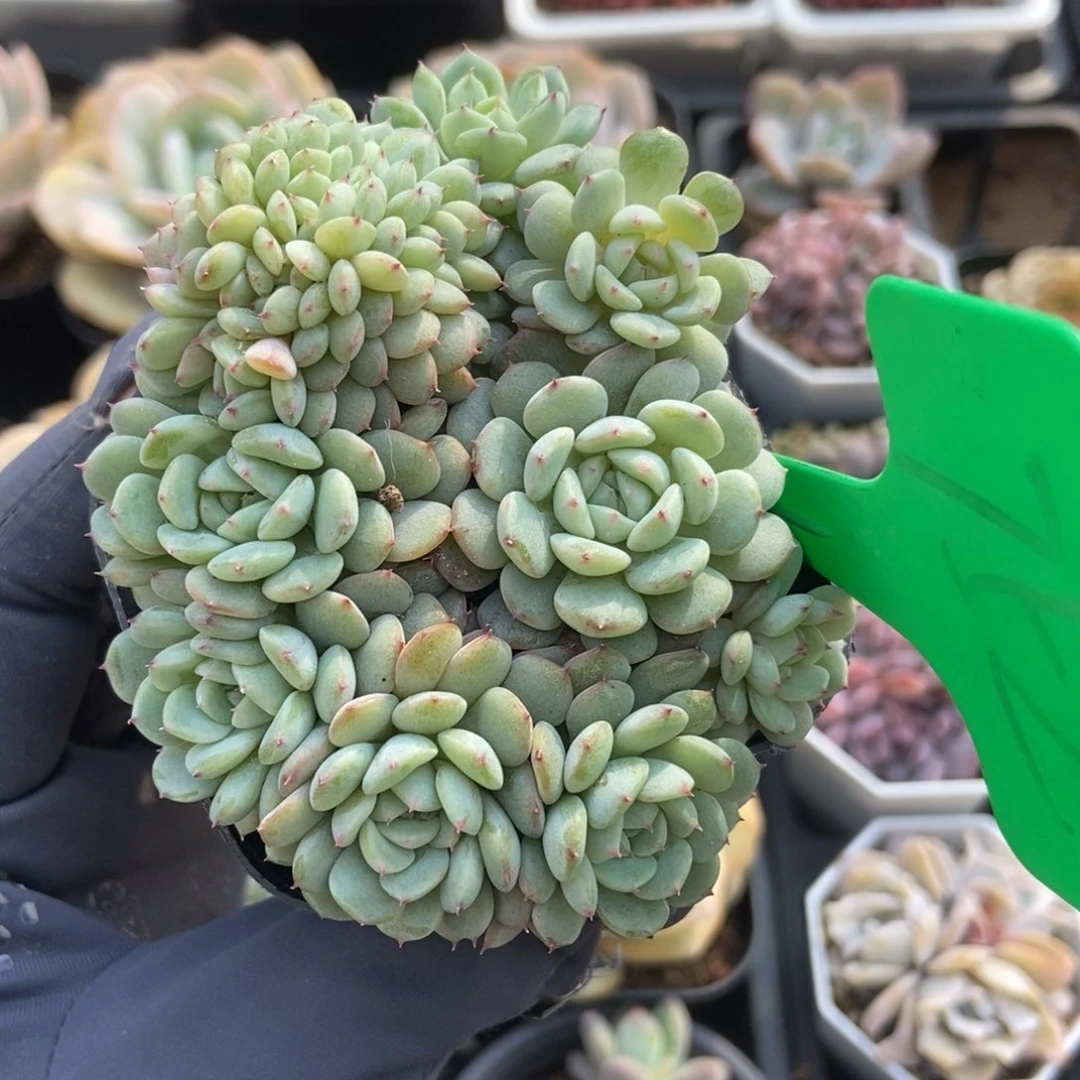 752白胖子缀多肉植物保护