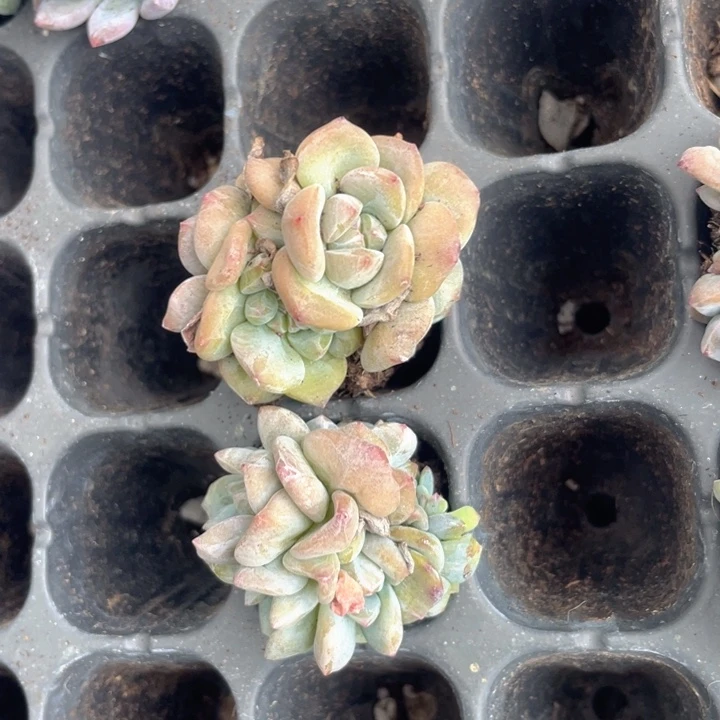 星影5头起随机发满18包邮