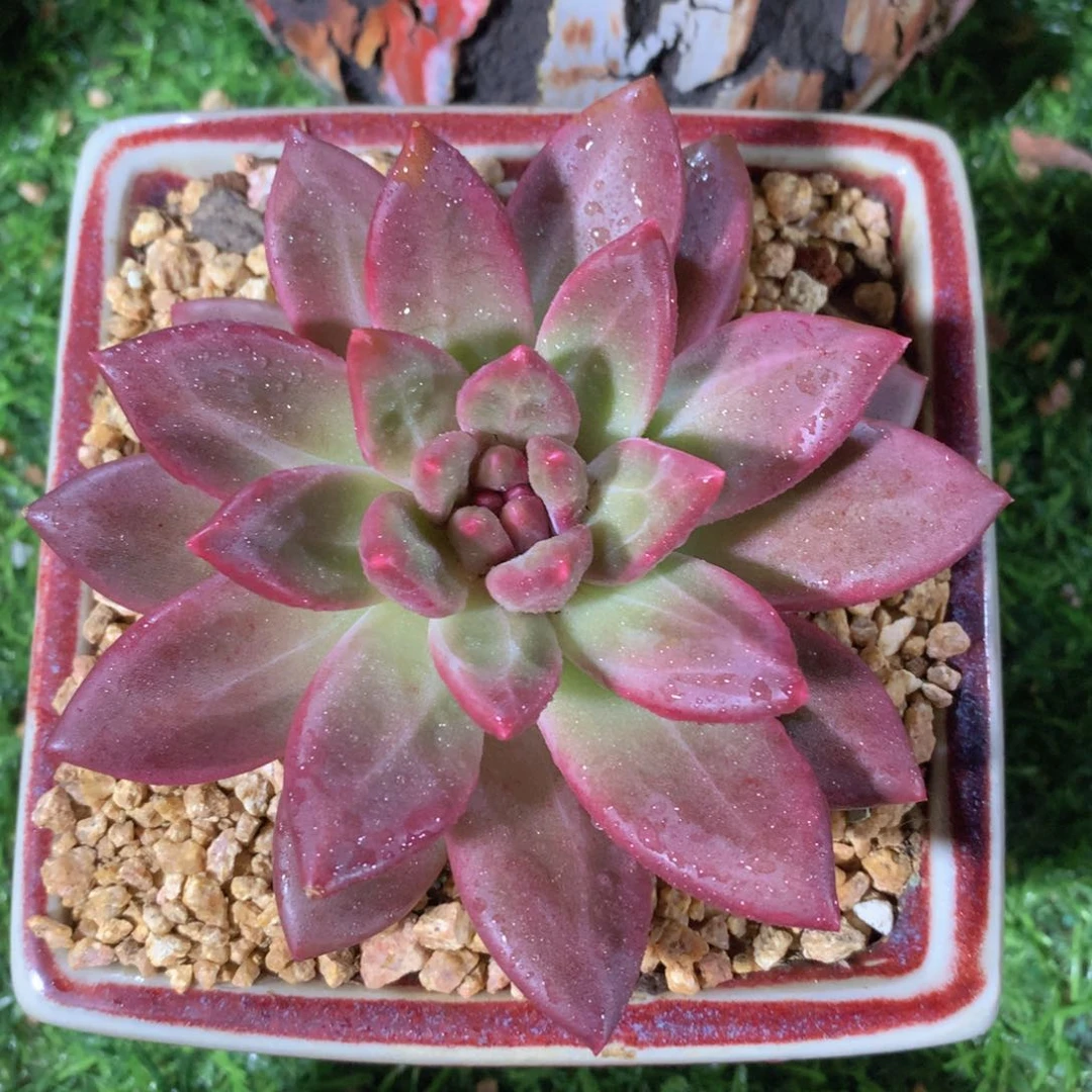 迷雾泡泡10 公分一物一拍