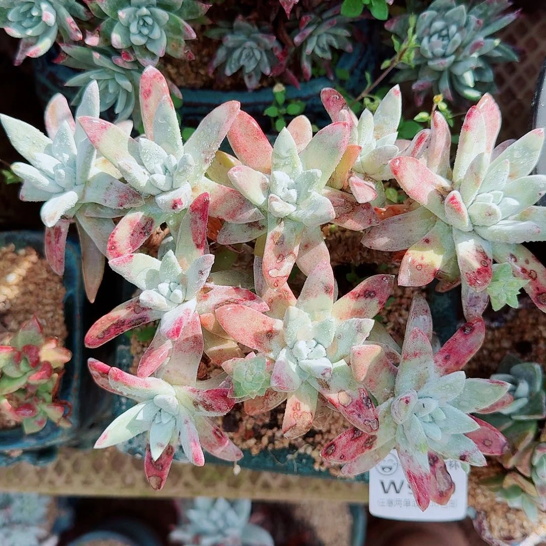 9620刘丹拇指杂仙女杯多肉