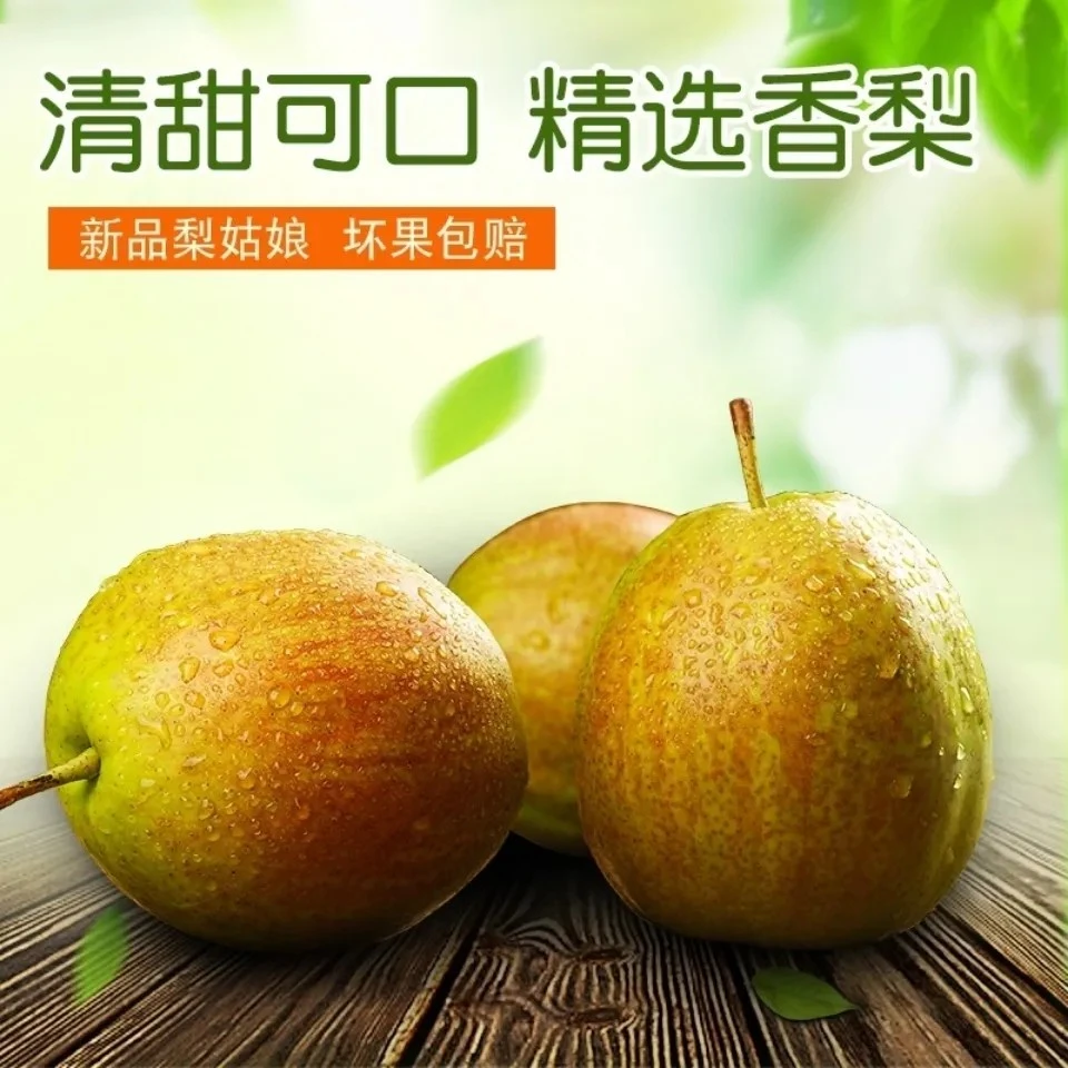 翡翠香梨山东阳信新梨媚梨七号香梨现摘直发新鲜薄皮多汁脆甜