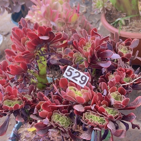 哀***宫多肉植物一个法师