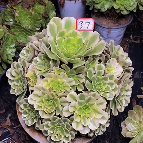 绿豆沙老桩捧花法师37号