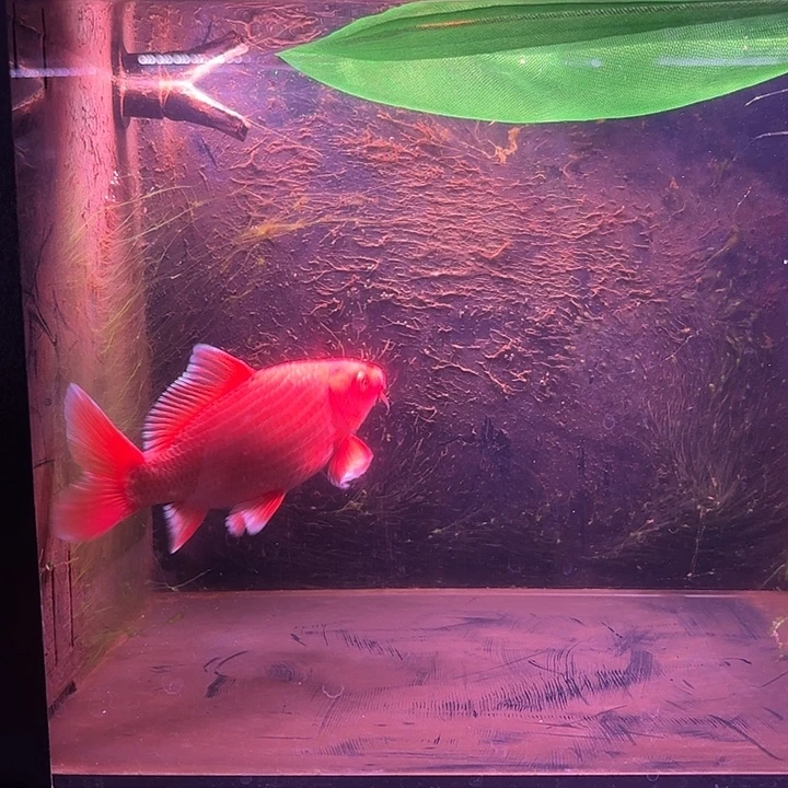 蝴蝶鲤鱼11号蝴蝶鲤