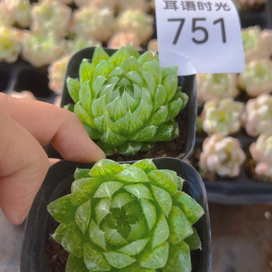 751，玉露，一单两颗发货