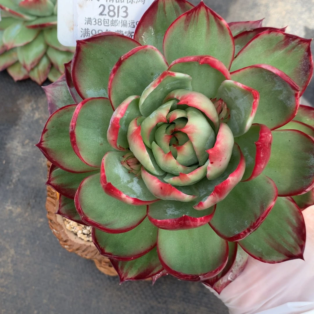 2813号多肉植物惊鸿15
