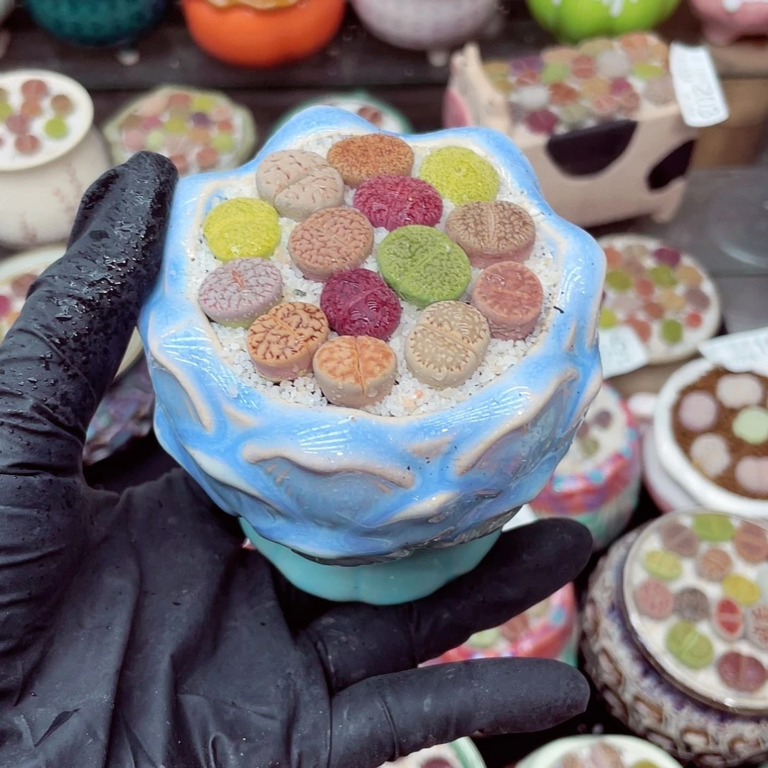 生石花18包邮0624-229