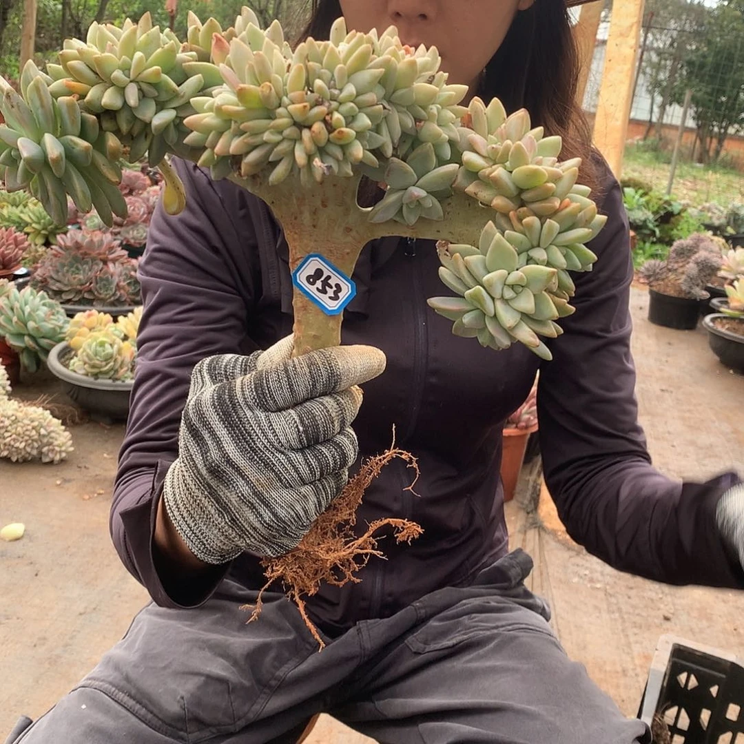 853淡雪缀一物一拍多肉