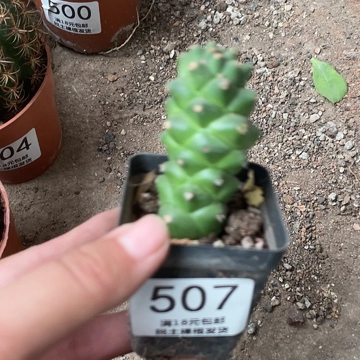 507仙人球开花植物