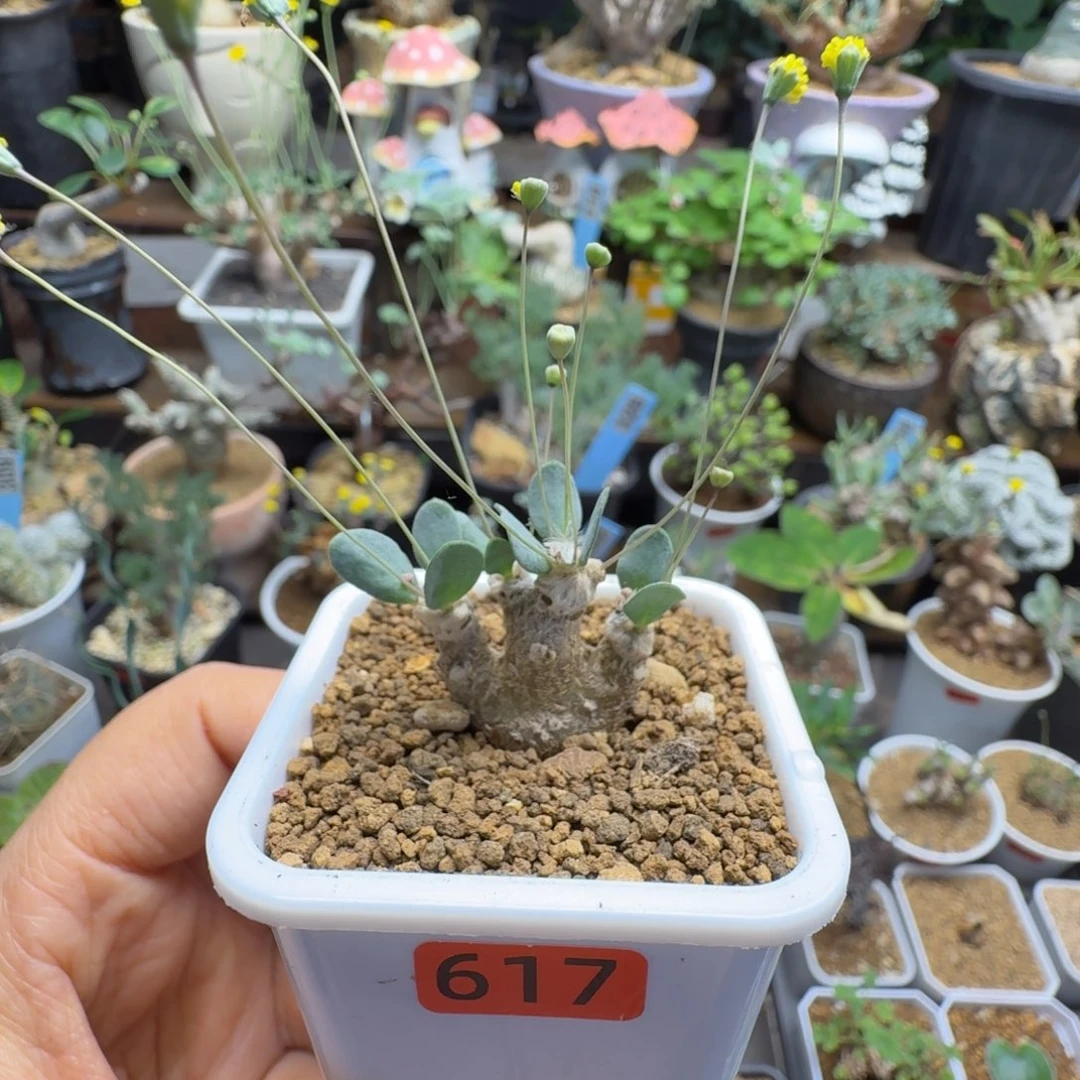 恩特美617(派马厚墩菊)