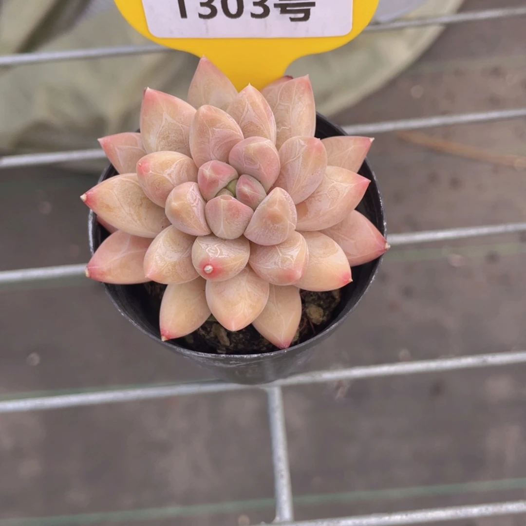 1303号 钻石暗纹新品