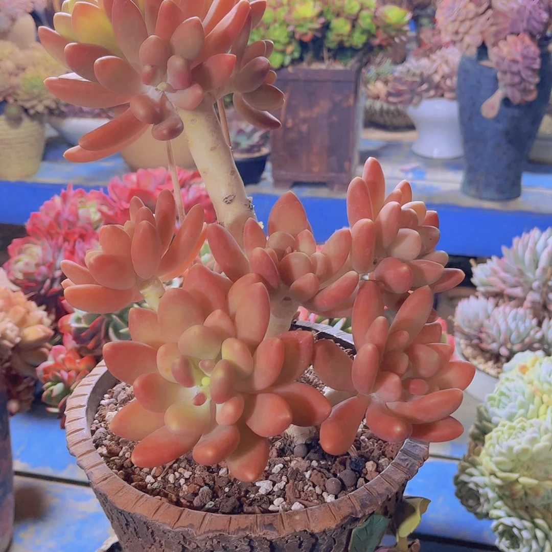 遂**姐多肉老桩多肉老桩