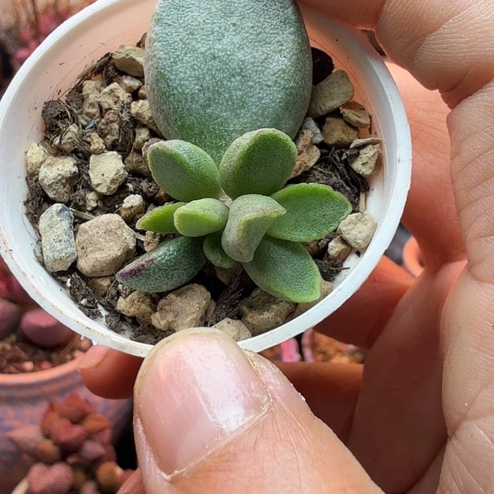 水蜜桃的味道真的很好闻