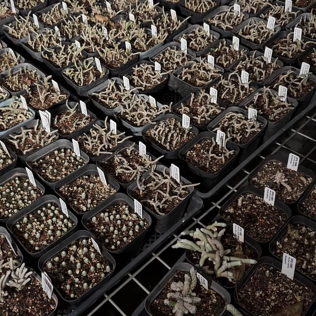 哩***哩哩哩哩的179定向一个