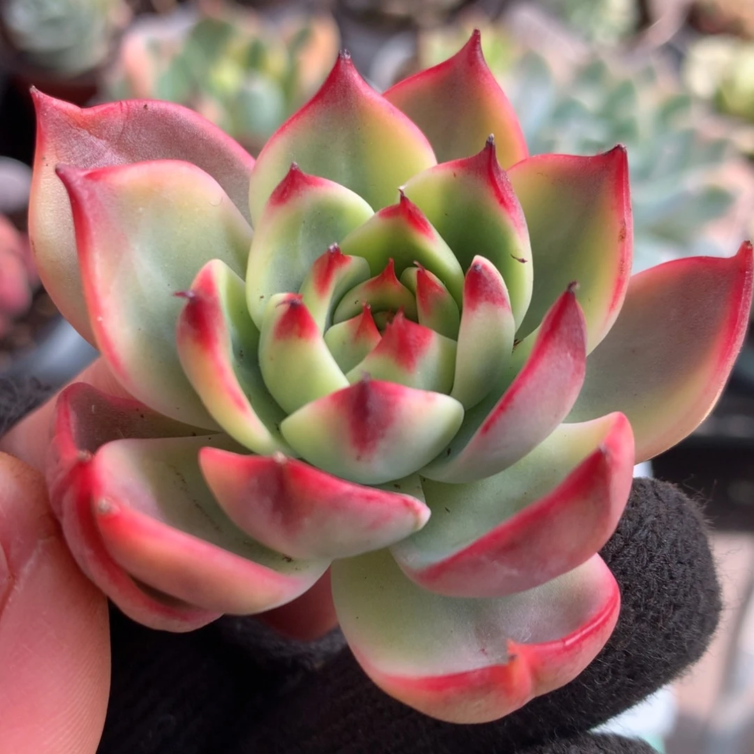 桃花头盖l j j j j j j j j j j j j