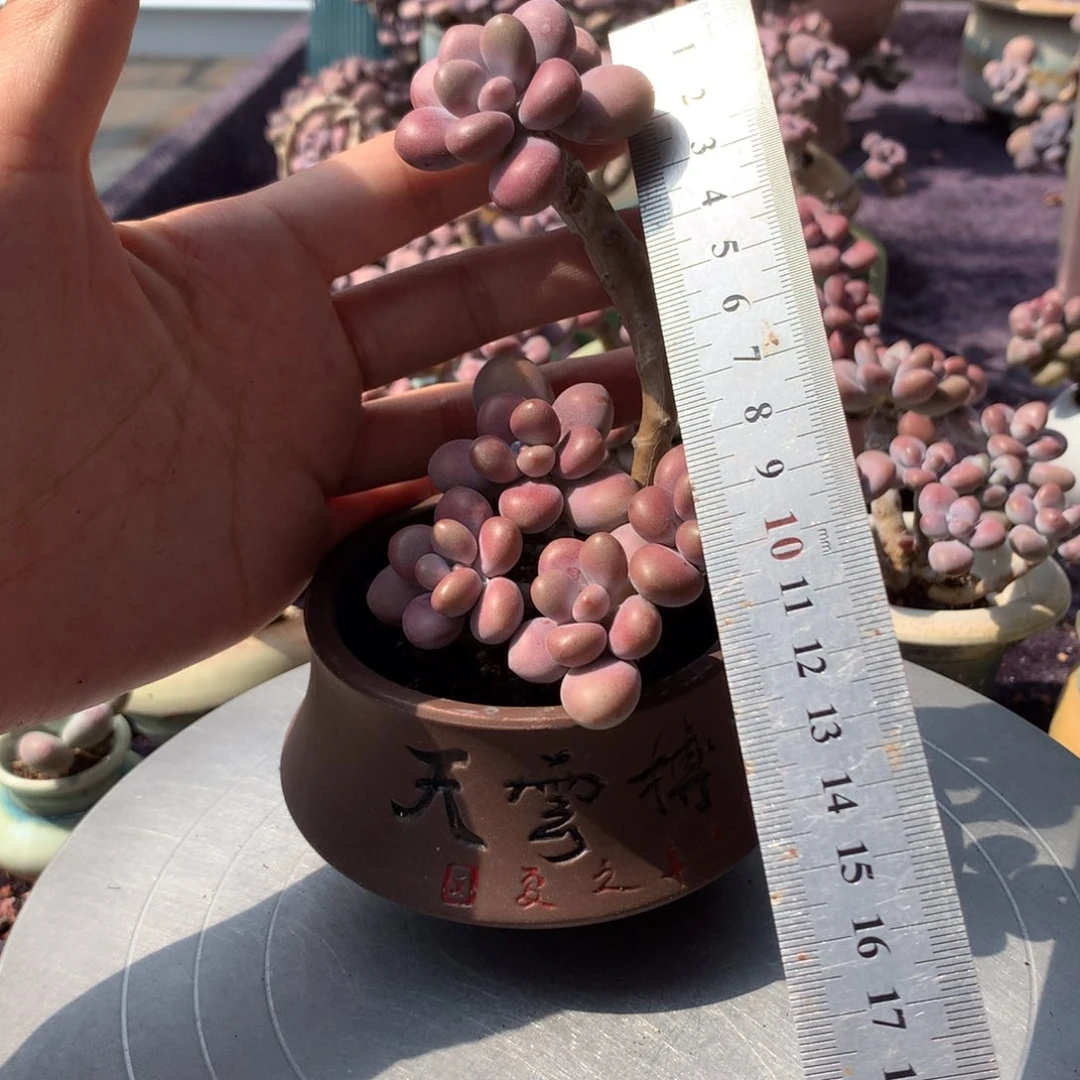 35号带盆偏远地区不包邮的