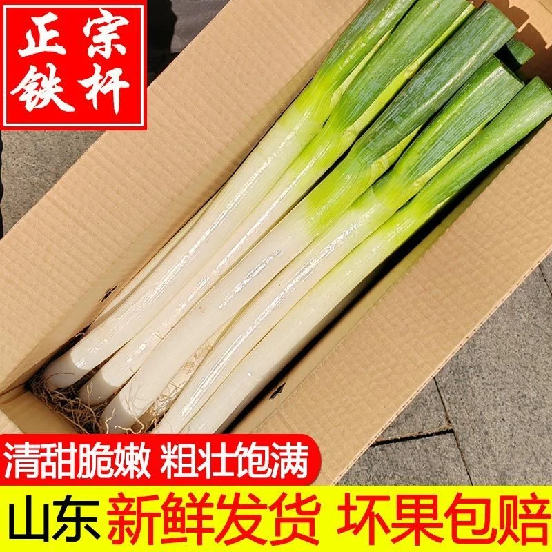 山东铁杆大葱现挖农家5/10斤批发包邮甜脆卷饼新鲜蔬菜非章丘大葱