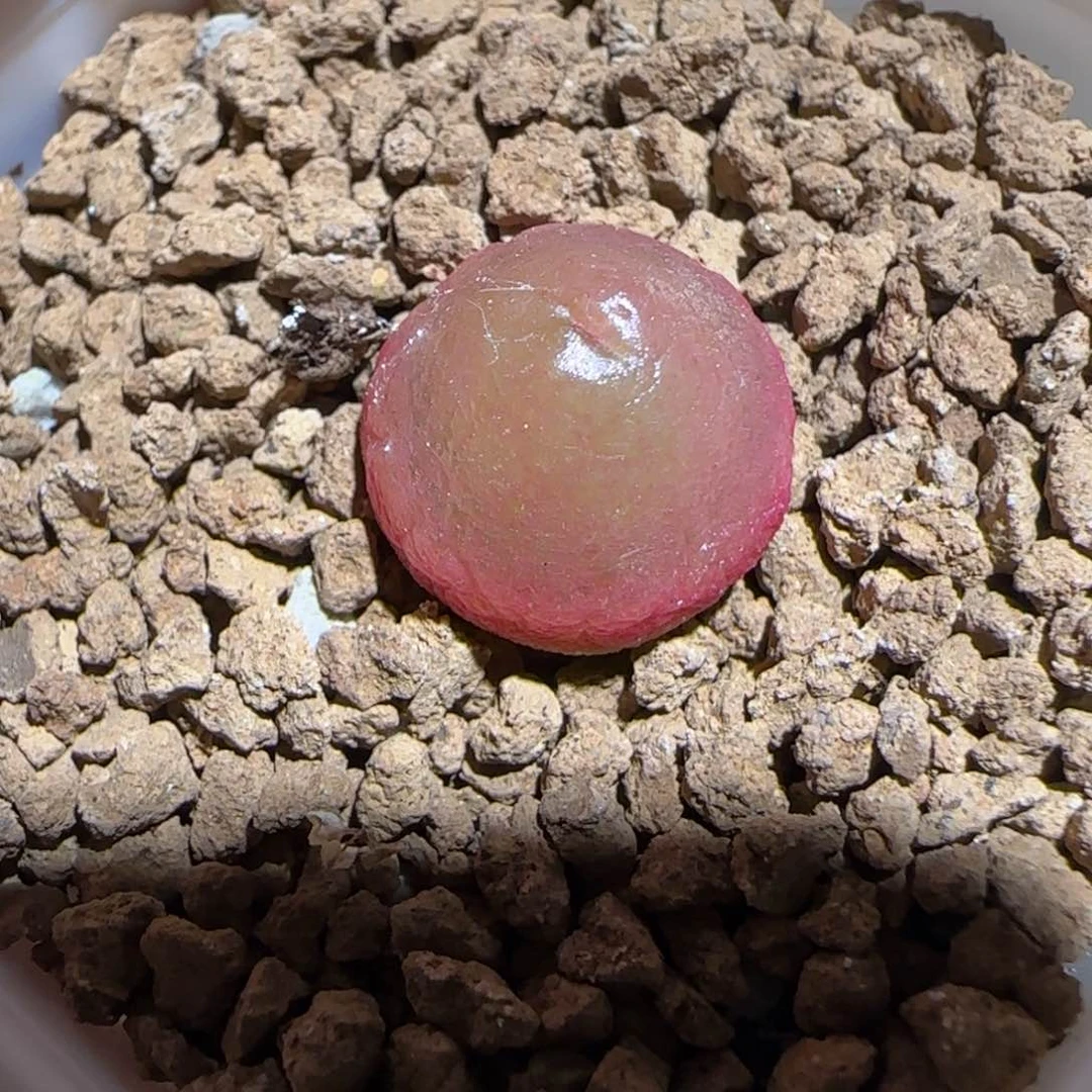 肉锥多肉植物组合-灯泡1197