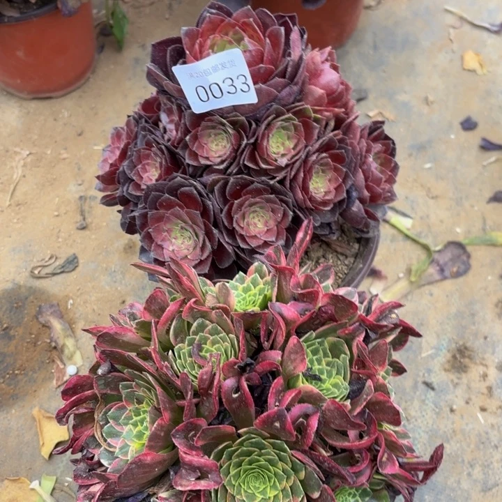 2颗多肉处理不包断头0033