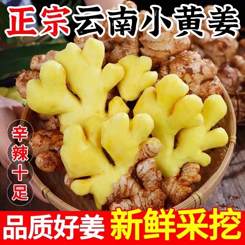 【云南直发】正宗云南小黄姜新鲜现挖香辣十足老姜带泥保鲜发货新鲜