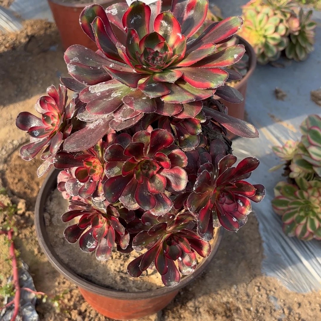 六***狐香奈儿一物一拍1857一号捧