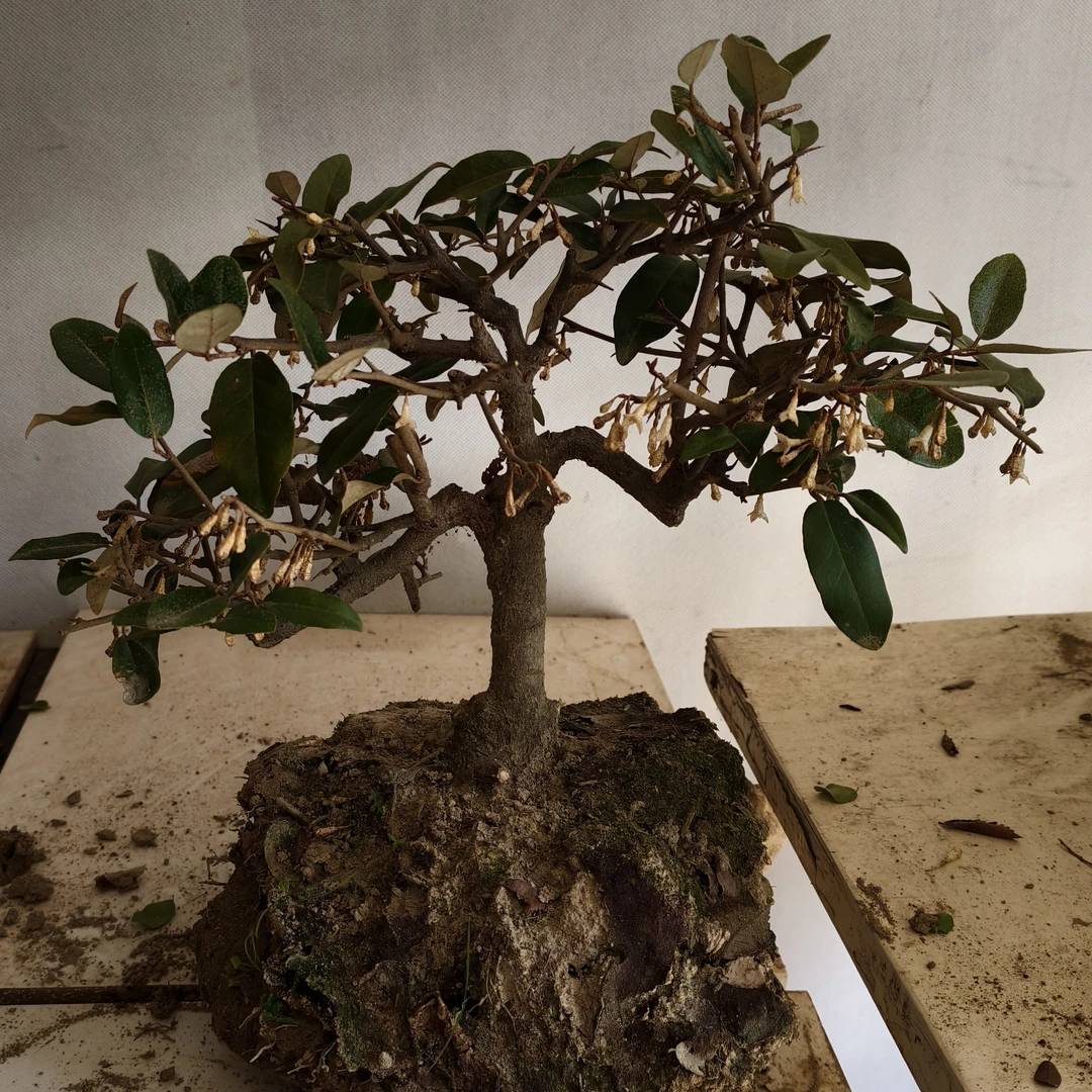 六月雪悬崖造型老桩盆景室内办公室绿植四季常青易活好养盆栽植物
