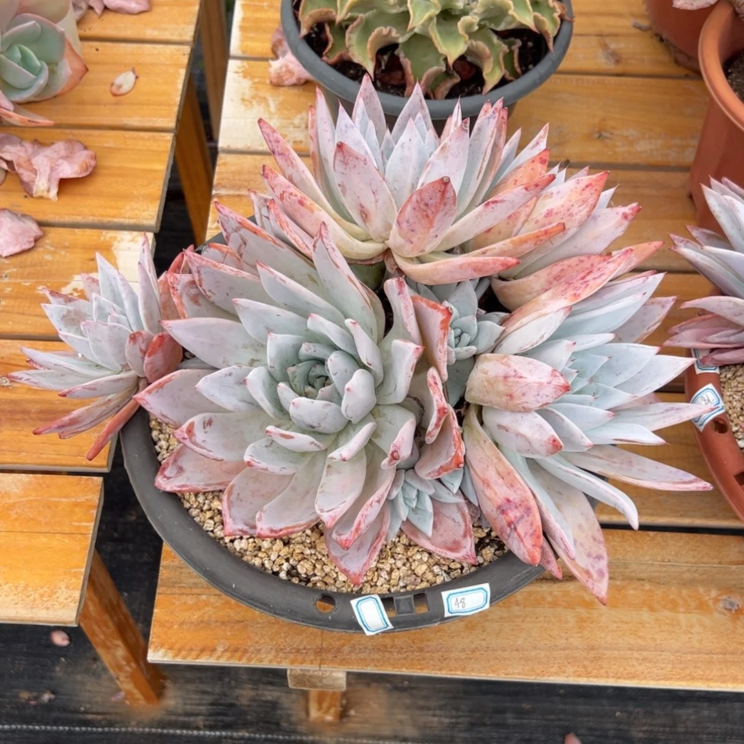 多肉植物墨西哥巨人